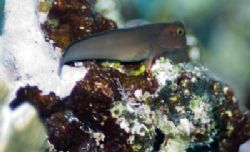 Red Lipped Blenny in Dark Phase, Nikon D200 Ikelite Housi... by Don Bricker 